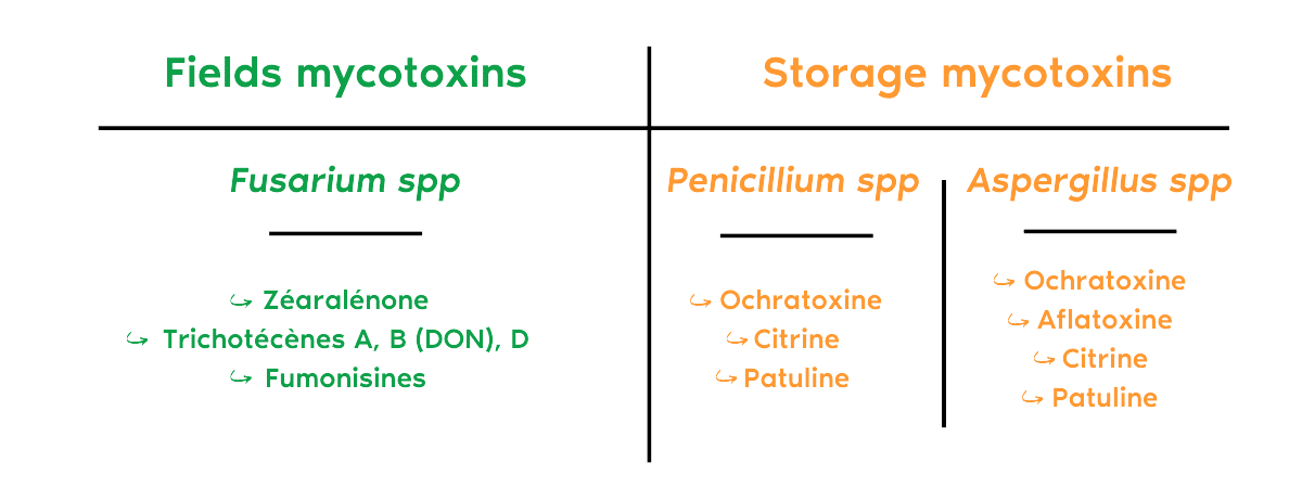 IDENA - The main mycotoxins found in raw materials.