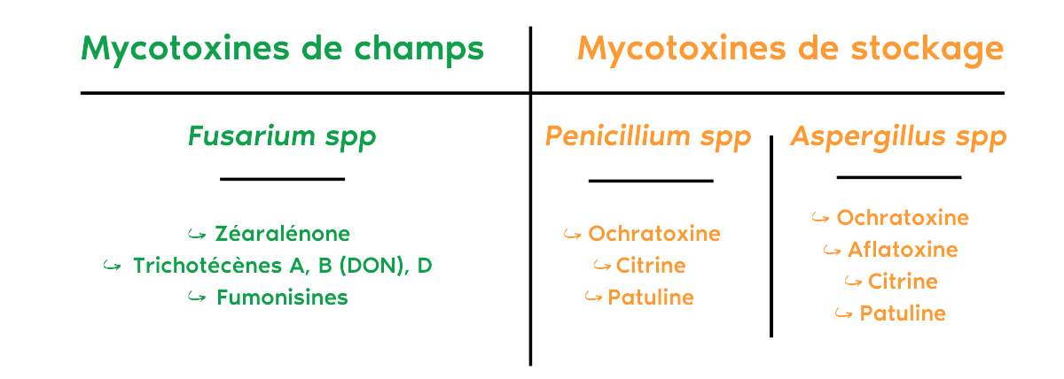 IDENA - les principales mycotoxines qu'on trouve dans les matières premières